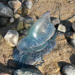 Portuguese Man of War