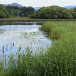 SWAN wetlands