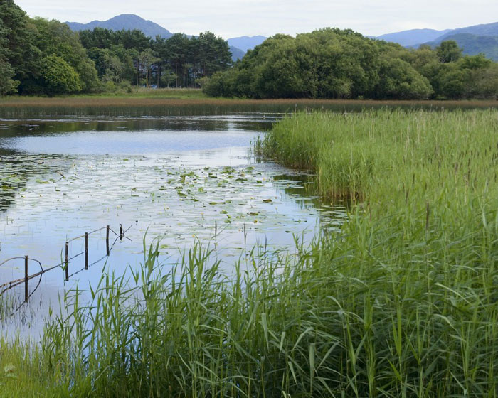 SWAN wetlands