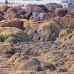 OHT 3 different types of brown algae