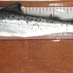 IFI online tool Salmon Smolt
