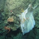 NUIG Coral 2017