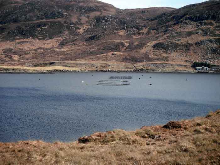 Aquaculture sea lice Bellacraher GF