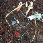 Microplastic marine debris Connolly TRACHT BEACH AUG17
