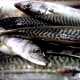 Mackerel
